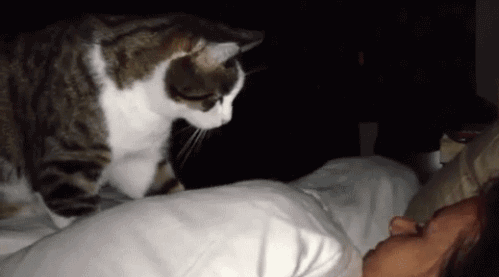 videotelegram: When you didn’t explain Daylight Savings Time to the cat.