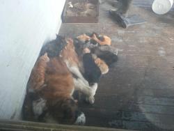 dictatorboy:  My saint bernard lets the outside cats sleep with him             