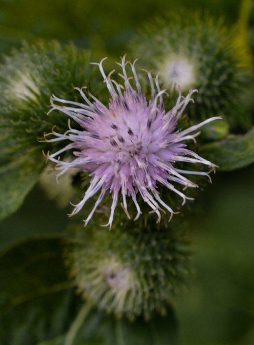                                      The Mighty Burdock Plant                                       