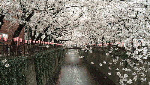 kvnai:  Video:   Sakura Rain by   Leonard Lin ~ Gif: IAMSENSHI(Don’t remove