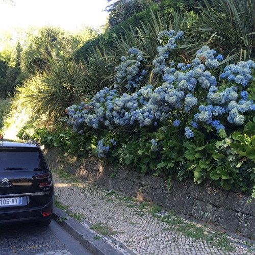 Blue hortensia in Portugal 