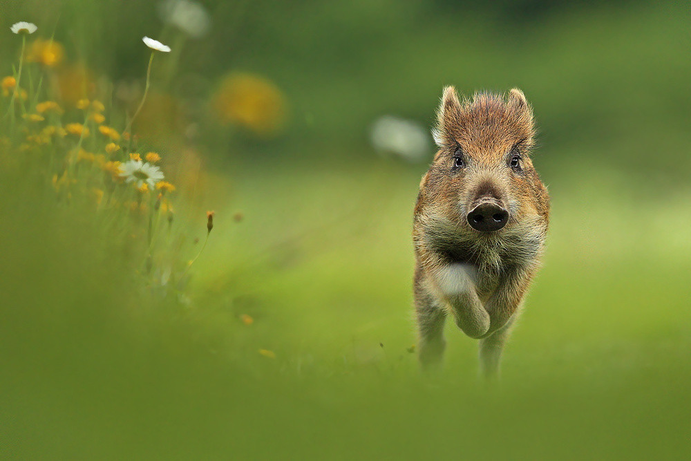 creatures-alive:  (via 500px / sus scrofa by jaroslavciganik77)