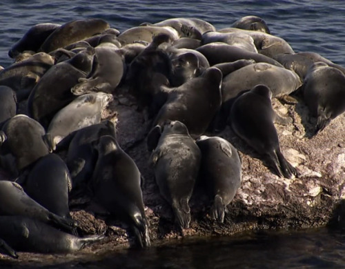 fuckyeahpinnipedia:  morgul—blade:  a pile of fat seals ヽ(*≧ω≦)ﾉ  