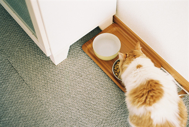 sinkling:  runa2009 by *crocus* on Flickr. 
