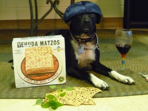 daisysactuallyjewish: pvq: master post of dogs celebrating passover The only Pesach photo set that m