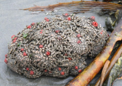 sixpenceee:Pyura Chilensis It can be difficult to believe, but these rocks are living, breathing organisms. Their appearance allows them to blend into Chilean beaches and avoid predators. Interestingly, these creatures have both male and female organs