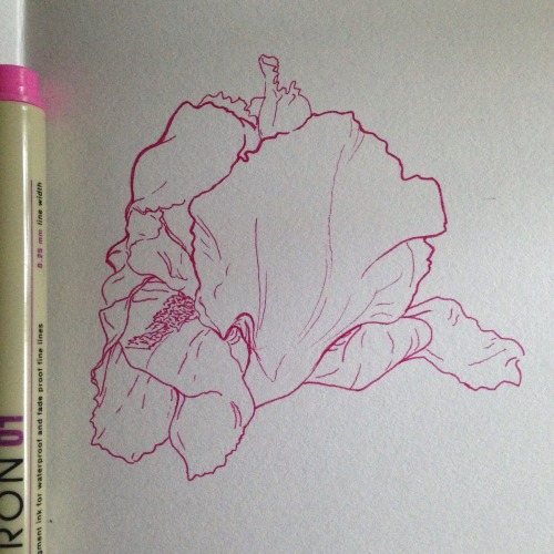 pocketsizedprophet:  I’ve never drawn one of these flowers before so obviously i should draw i