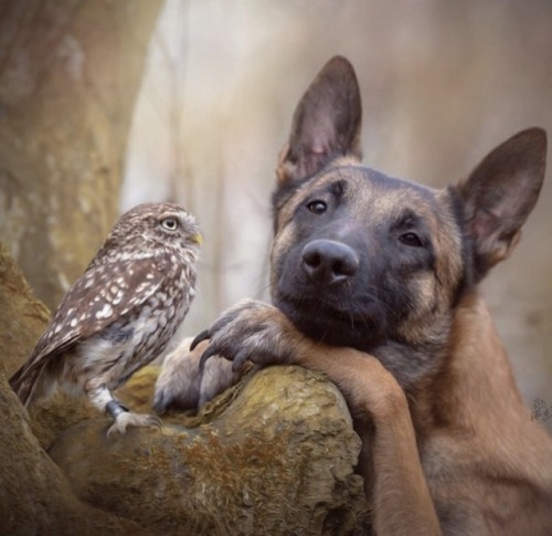 therablat: ravenhairedbeauty0114: animals-lovers: (Source) Puppy Love Odd Couple.