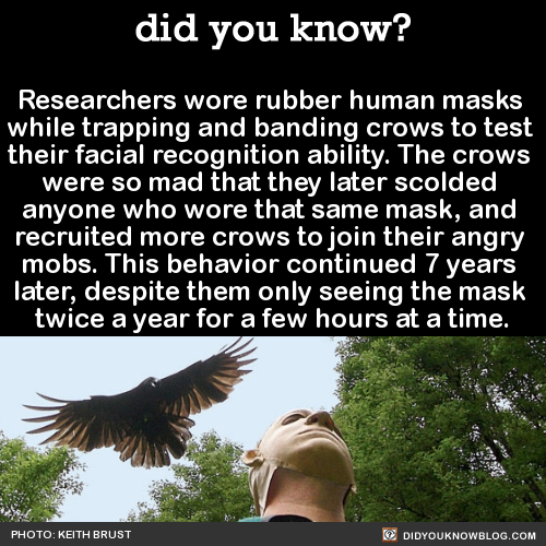 did-you-kno:  Researchers wore rubber human masks  while trapping and banding crows to test  their facial recognition ability. The crows  were so mad that they later scolded  anyone who wore that same mask, and  recruited more crows to join their angry