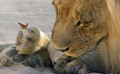 magicalnaturetour:A lion was spotted making friends with a butterfly at a wildlife park in Botswana.