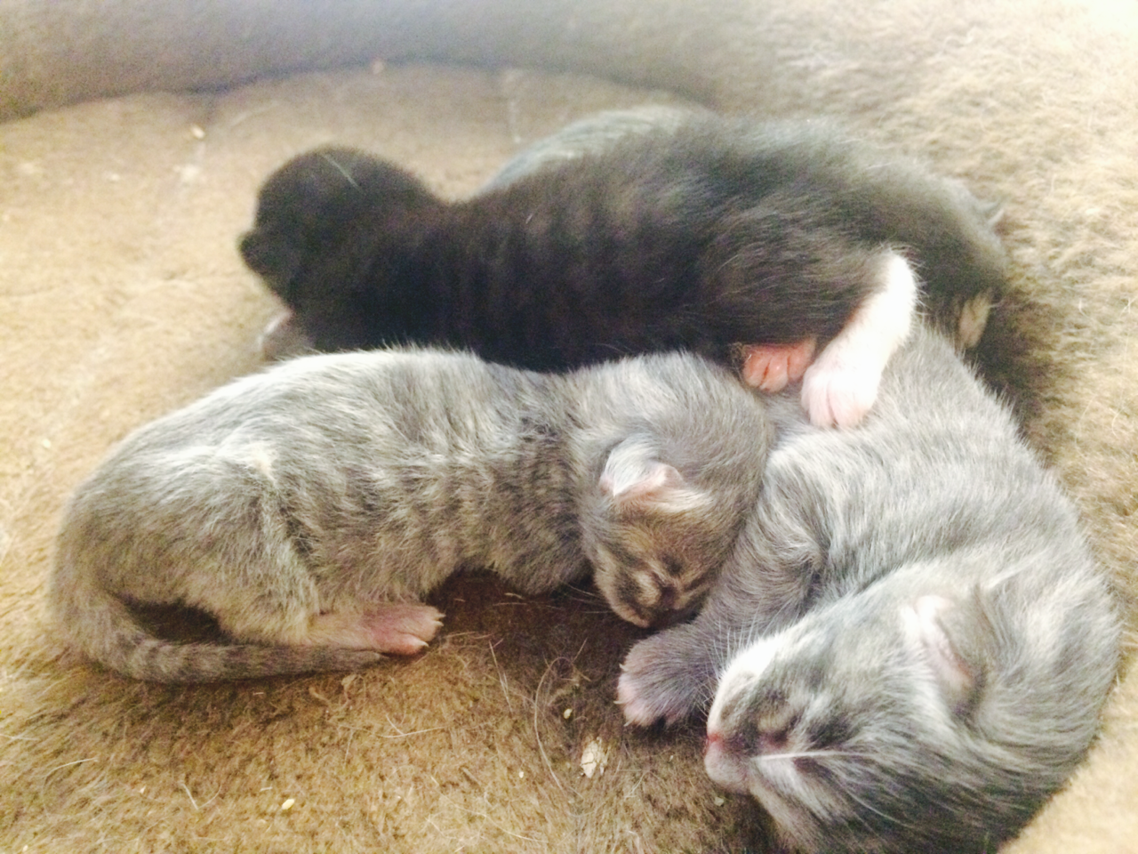 scratchingpad:  You people liked Oliver so much Oprah made four more of him (lucky
