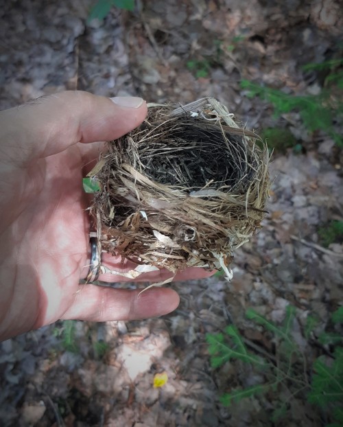 #BirdNest