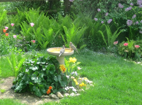 Mourning doves at the birdbath, one morning in May.