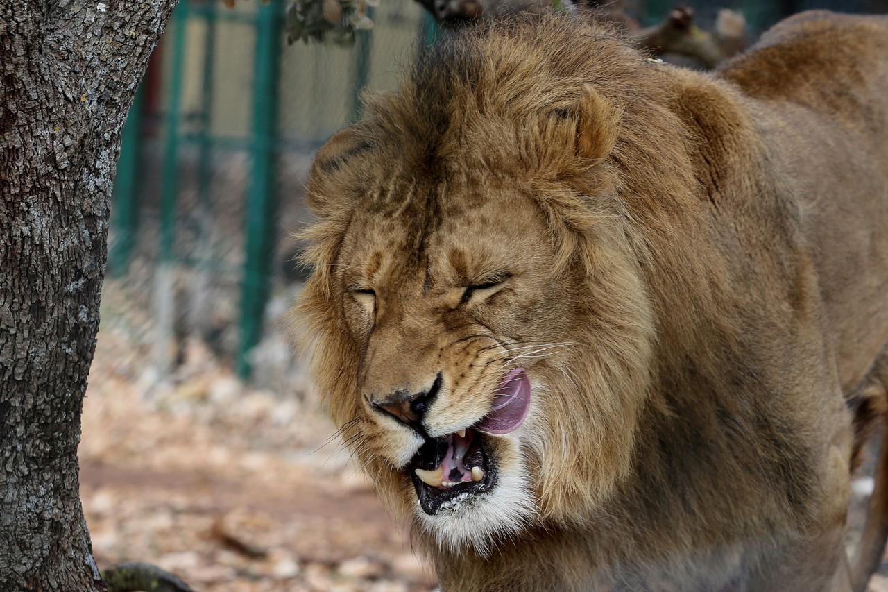 DOS LEONES RESCATADOS DE LOS CONFLICTOS DE MEDIO ORIENTE. Saeed y Simba fueron rescatados en zonas de guerra de Irak y Siria y on reubicados en su nuevo hogar en Sudáfrica luego de pasar unos días en Jordania, donde se recuperaron del trauma físico y...