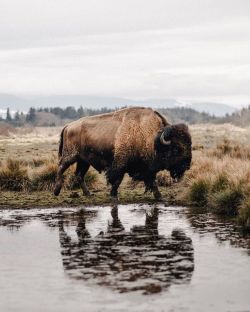 tannerwendellstewart:  American Bison. Washington.