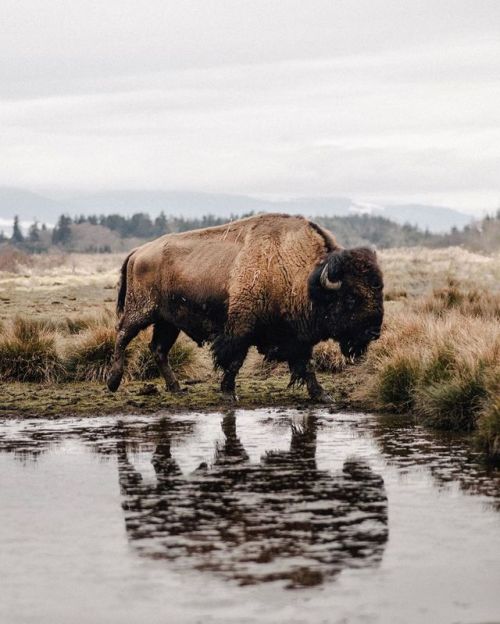 tannerwendellstewart:American Bison. Washington. (at Washington)www.instagram.com/p/B0hoCi3g