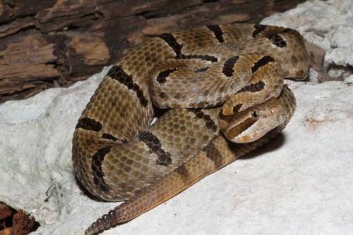 adorablesnakes: typhlonectes: Two color phases of Tamaulipan rock rattlesnakes (Crotalus lepidus mo