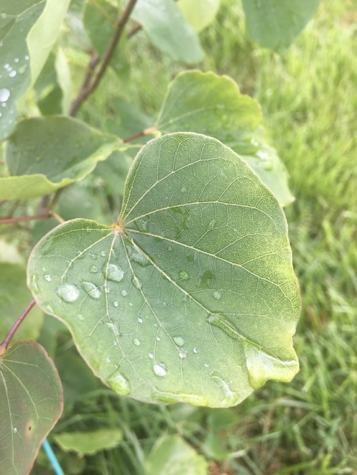 sophiaslittleblog: Dew drops.