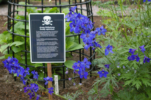 cutie-quinn:  bayoread:  lord-kitschener:  unexplained-events:  The Poison Garden Established in 2005 by the Duchess of Northumberland. The garden contains over 100 deadly and hallucinogenic plants.    ’I wondered why so many gardens around the world