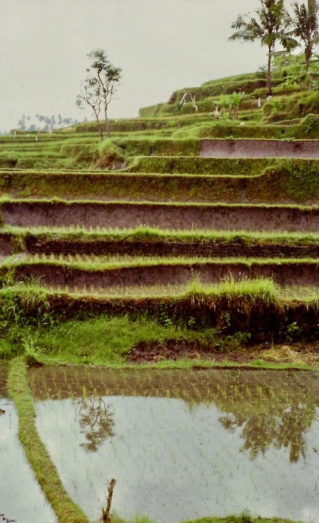 Rice Padi Terraces (sawah padi), Bali, 1977.