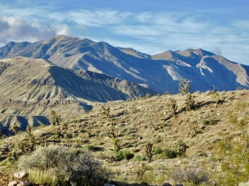 eopederson: Desert Landscape With Joshua Trees (Yucca brevifolia), Near Littlefield, Arizona, 2020.