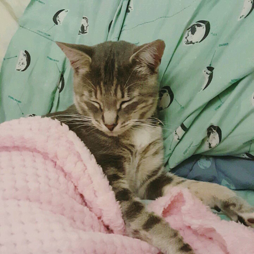 CATANIST