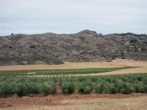 Horizontals XXXII - agricultura con espárragos, trigo y viñedos, Navarra, 2011.