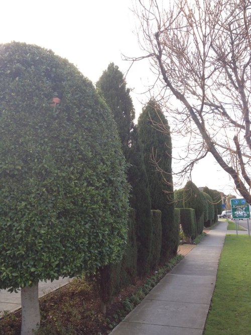 pleatedjeans:“My friend who is a gardener sends me photos of himself at work” (via)