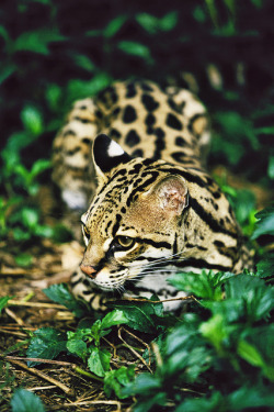 Funkysafari:  Female Ocelot (Felis Pardalis) By David Davis Photoproductions 