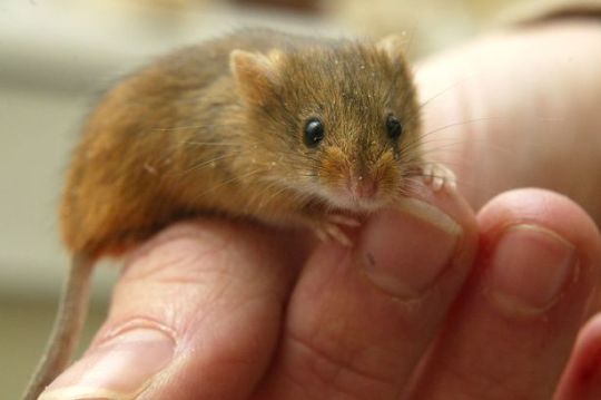 neonthebright:  creatorofuniverses:  zoeykoko-chu:   literally the cutest animal ever in history look at this lil fuzz tiny bean ! friendly bean they climb on basically everything. probably to get closer to kiss u if this mouse gets any more disney than