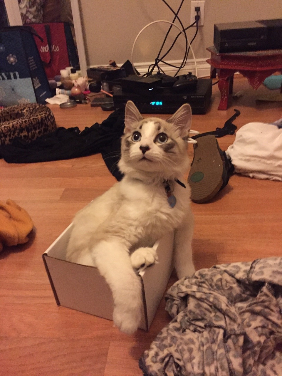 unflatteringcatselfies:  This is oscar. He likes to run and slide on the floor and