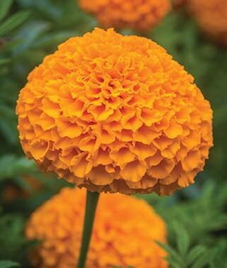 ♦ — welcome to the garden !introducing park serim blooming as royal garden’s very own marigold !the 