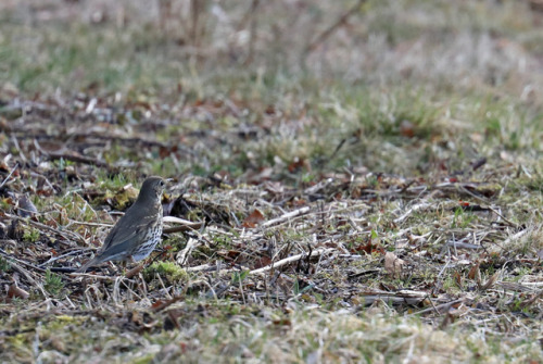 Sightings on an April afternoon walk: a red squirrel/ekorre, a song thrush/taltrast and a roe dear.