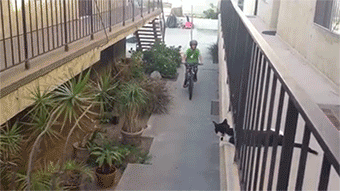 sizvideos:  Cat High Fives Kid on Bike - adult photos