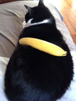 i-want-spankings:  catsbeaversandducks:  Some Cute Cats With Bananas To Boost Your Day(All photos via Reddit. Please click on each photo for individual credit.)  Does anyone else realize that last one is NOT a cat?