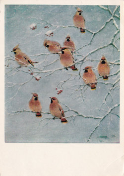 sovietpostcards:  Komarov “Cedar Waxwing Birds”, postcard published in 1969 (buy on etsy) 