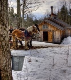 4seasons-blog:Sugaring in Vermont, by Jerry Lasky (via Pinterest)