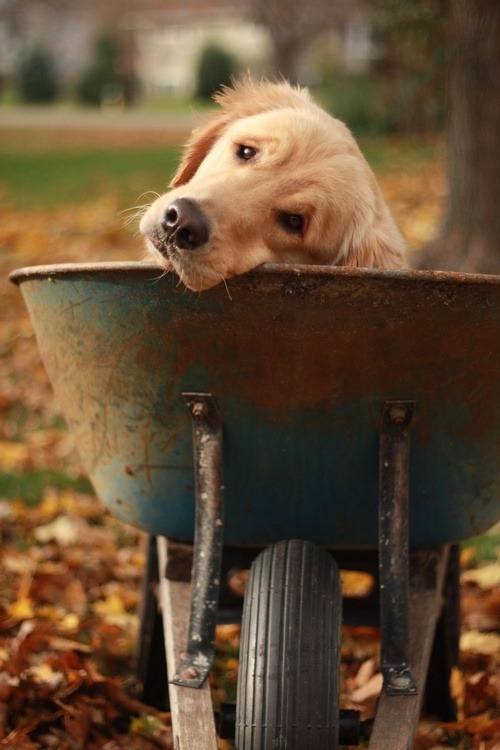 the-cheetah-mind:  So adorable…