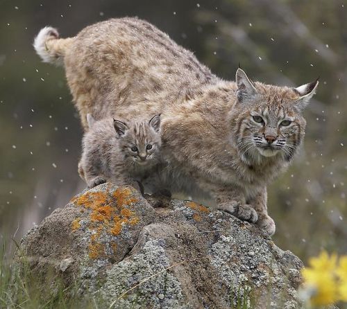 beautiful-wildlife:Bobcat Mother and Kitten by Tim Fitzharris