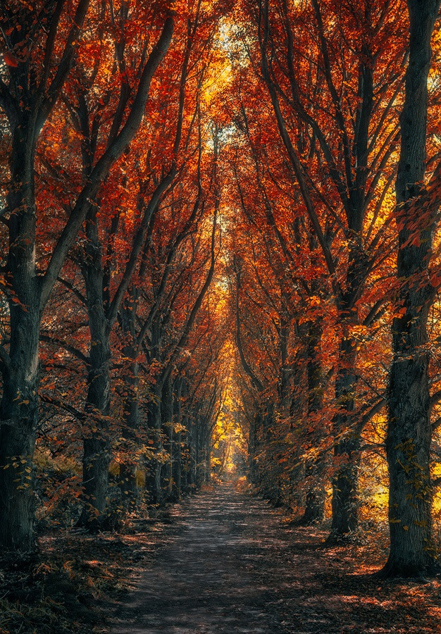 drxgonfly:  End of the Trail (by Melanie Kern-Favilla) 