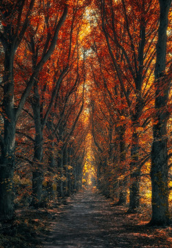 drxgonfly:  End of the Trail (by Melanie