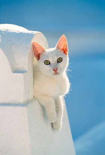 Whoa almost 50 new followers in a few hours?! Thank you all, here’s an Aegean kitty for you!(more gr