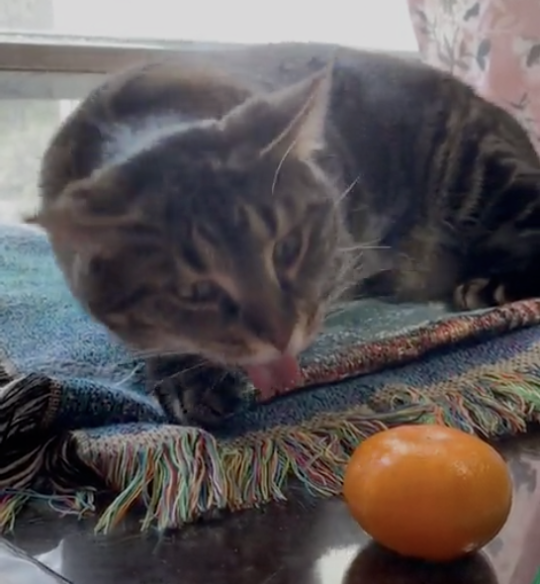 skincareroutine:  thenatsdorf: Cat discovers oranges and discovers that he doesn’t like them. (via nevermndthealbatross) 
