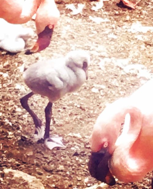 Poll de flamenc, encara amb el bec recte. #flamenc #flamingo #chick #zoo #zookarlsruhe #zookarlsruhe