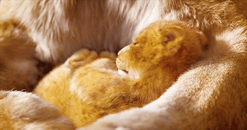 imluvnit:unicornships:The Lion King // Animated vs Live Action // When your childhood comes to life.