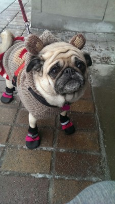 marcelshepard:  My pug knows how to dress with both style and comfort in mind. 