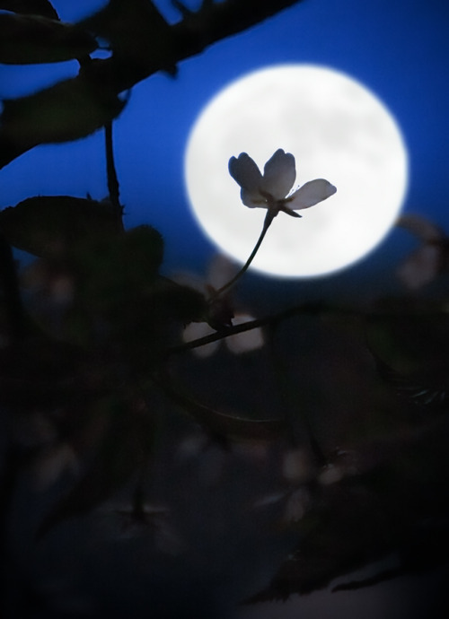 The Flower Moon, by Milamai