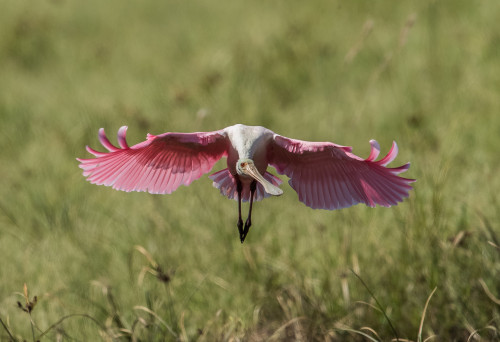  Roseate spoonbills aren’t flamingos. Any questions? Why are they pink? Great question! The pi