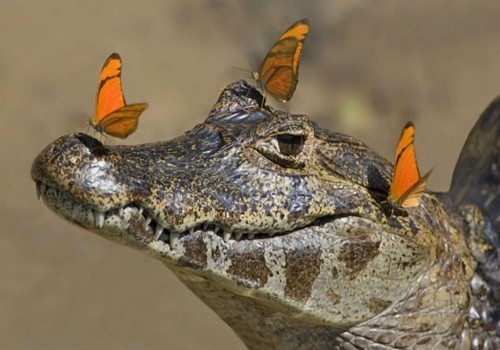 wonderous-world:  Photographer, Alexandra Sailer captured a caiman that was basking in the sun in the tropical wetland of Pantanal, Southern Brazil, when the striking orange butterflies came to rest on its nose. Immediately irritated, the caiman tried