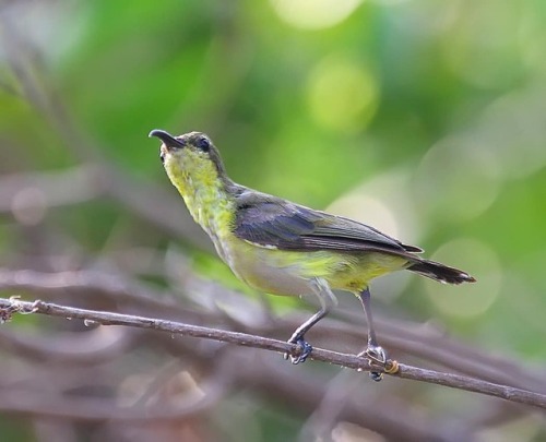 Cinnyris jugularis (Olive-backed Sunbird) #bird #birdsofinstagram #birdwatching #instabird #natureph